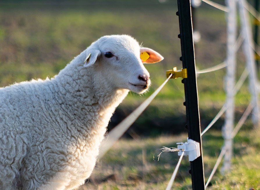 sheep next to electric fence